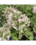 Hydrangea paniculata Living Touch of Pink